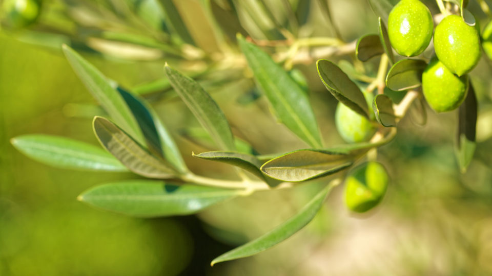 Olive Leaf Extract: A Natural Anti-viral to Stock Up On
